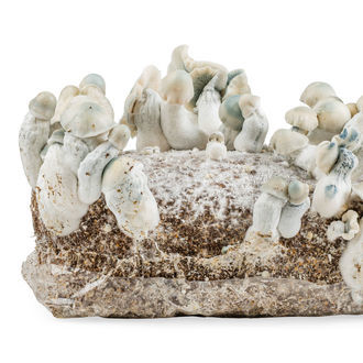 Torba Ready-2-Grow „Jack Rabbit” od Zamnesia