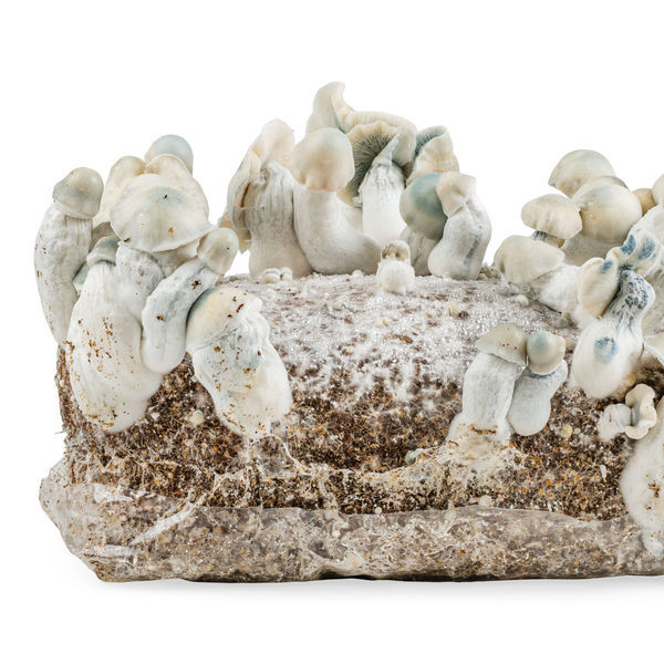 Torba Ready-2-Grow „Jack Rabbit” od Zamnesia