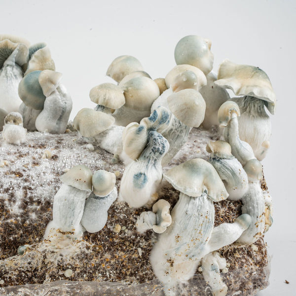 Torba Ready-2-Grow „Jack Rabbit” od Zamnesia