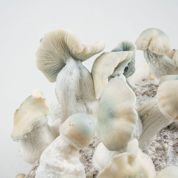 Torba Ready-2-Grow „Jack Rabbit” od Zamnesia