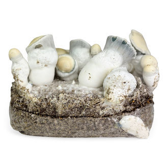 Torba Ready-2-Grow „Jack Rabbit” od Zamnesia