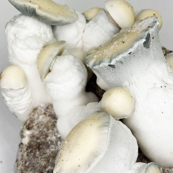 Torba Ready-2-Grow „Jack Rabbit” od Zamnesia