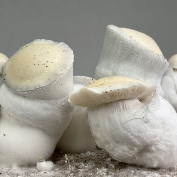 Torba Ready-2-Grow „Jack Rabbit” od Zamnesia