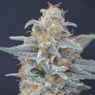 Honeyed Cream Dream (Pure Instinto) feminizowane