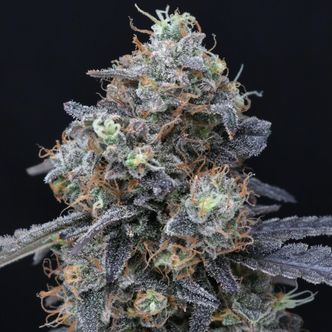 Minty Grape Kush (Pure Instinto) nasiona marihuany feminizowane