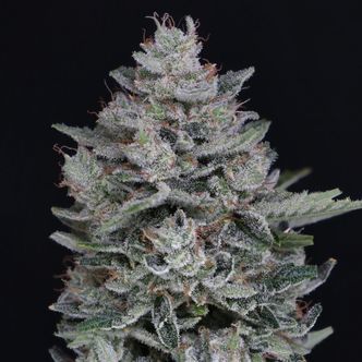 MAC² Auto (Pure Instinto) Nasiona marihuany feminizowane