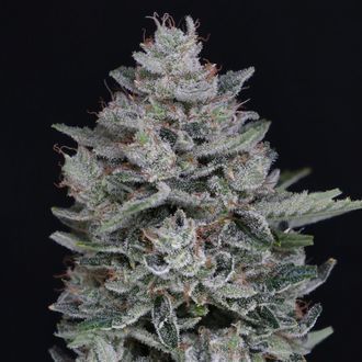 MAC² Auto (Pure Instinto) Nasiona marihuany feminizowane