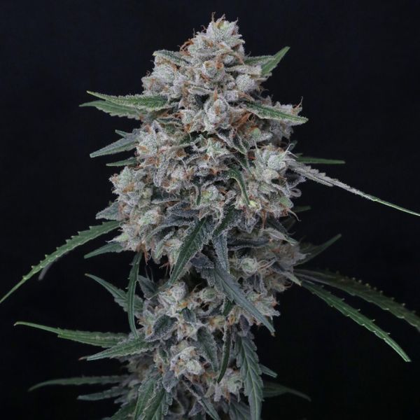 Whipped Runtz Automat (Pure Instinto) Feminizowane