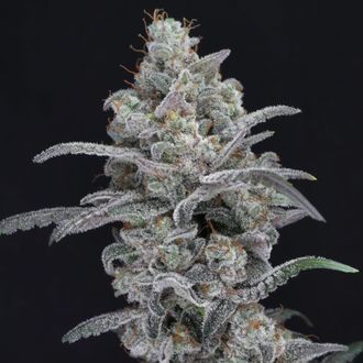 Chimera Crasher (Pure Instinto) nasiona marihuany feminizowane