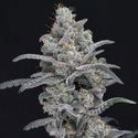 Chimera Crasher (Pure Instinto) nasiona marihuany feminizowane