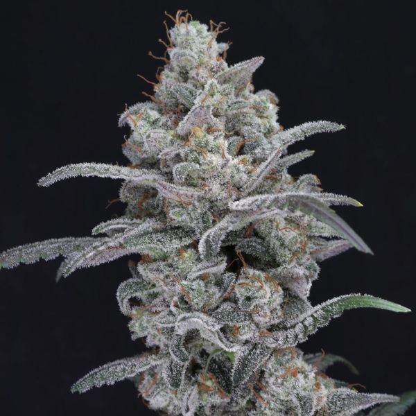 Chimera Crasher (Pure Instinto) nasiona marihuany feminizowane