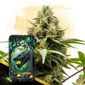 Citrus Venom Automat (Zamnesia Seeds) nasiona marihuany feminizowane