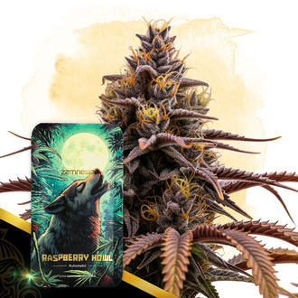 Raspberry Howl Automat (Zamnesia Seeds) nasiona marihuany feminizowane