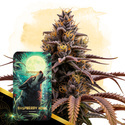 Raspberry Howl Automat (Zamnesia Seeds) nasiona marihuany feminizowane