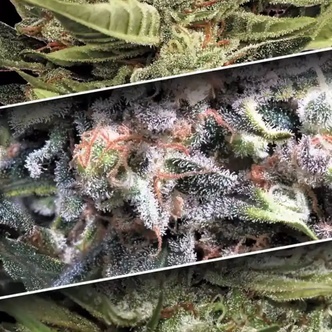 Zestaw Auto Collection 1 (Paradise Seeds) feminizowane