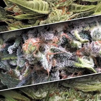 Zestaw Auto Collection 1 (Paradise Seeds) feminizowane