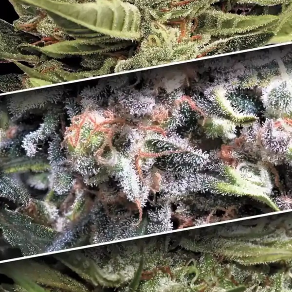 Zestaw Auto Collection 1 (Paradise Seeds) feminizowane