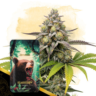Bearberry Automat (Zamnesia Seeds) nasiona marihuany feminizowane
