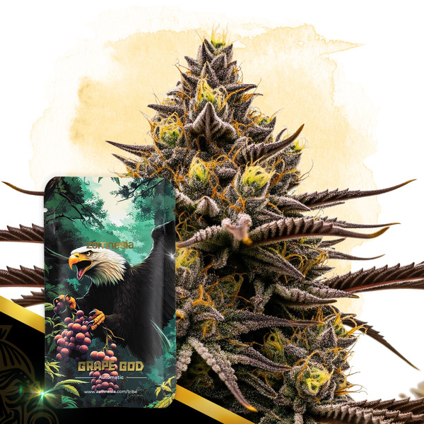 Grape God Automat (Zamnesia Seeds) feminizowane