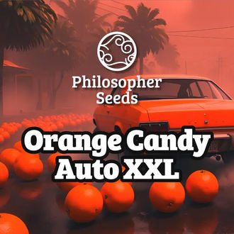 Orange Candy Auto XXL (Philosopher Seeds) nasiona marihuany feminizowane