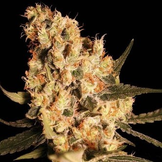 Jamaican Dream (Eva Seeds) feminizowane