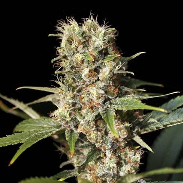 Missing In Barcelona (Eva Seeds) feminizowane