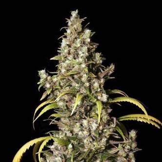 Monster (Eva Seeds) feminizowane