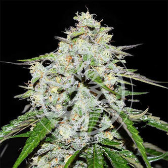 Space Cookies Automat (Delicious Seeds) feminizowane
