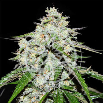 Space Cookies Automat (Delicious Seeds) feminizowane