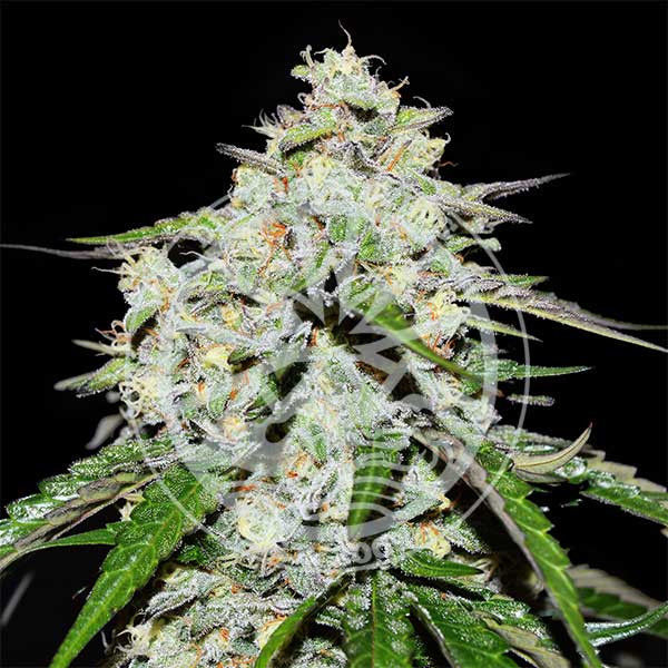 Space Cookies Automat (Delicious Seeds) feminizowane