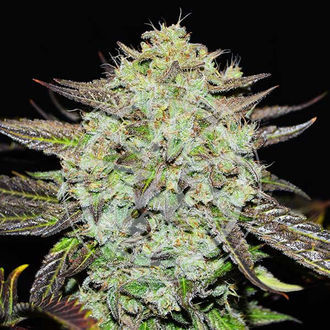 Purple Mango Kush (Delicious Seeds) nasiona marihuany feminizowane