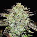 Purple Mango Kush (Delicious Seeds) nasiona marihuany feminizowane