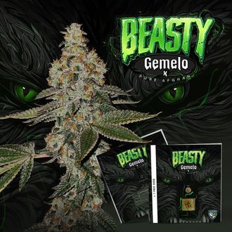 Beasty (T.H.Seeds™) feminizowane