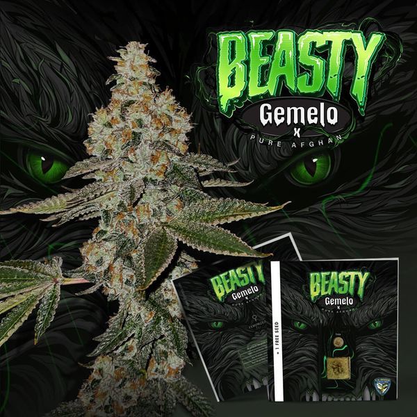 Beasty (T.H.Seeds™) feminizowane