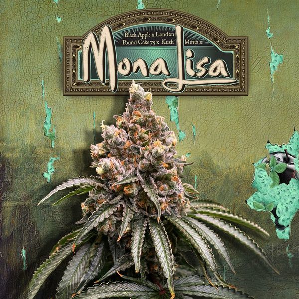 Mona Lisa (T.H.Seeds™) nasiona marihuany feminizowane