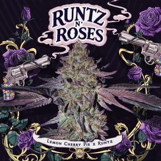 Runtz 'N Roses (T.H.Seeds) nasiona feminizowane