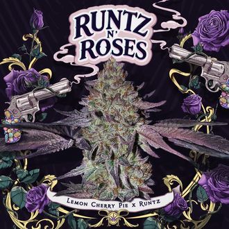Runtz 'N Roses (T.H.Seeds) nasiona feminizowane