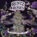 Runtz 'N Roses (T.H.Seeds) nasiona feminizowane