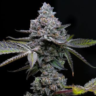 Apple Fritter (Barney's Farm) feminizowane
