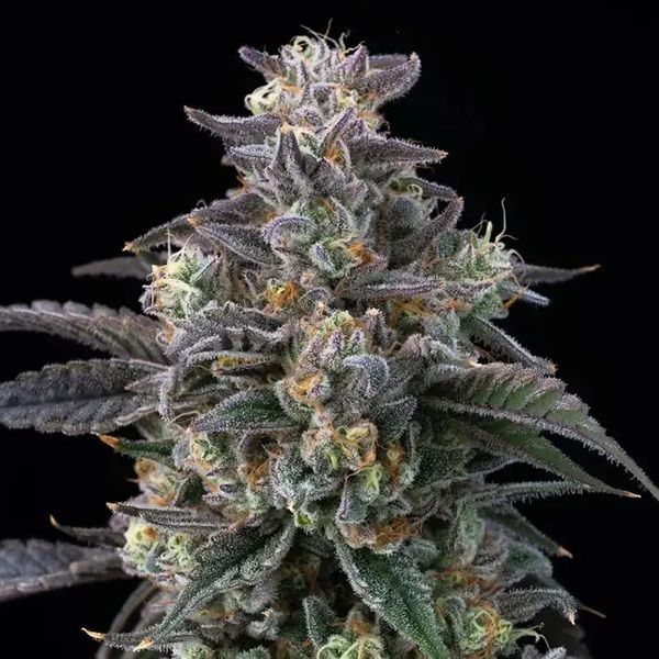 Super Boof (Barney's Farm) feminizowane