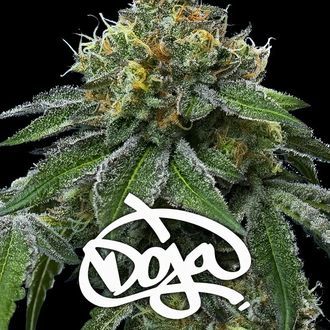 RS11 x Banana OG (Barney's Farm) nasiona marihuany feminizowane