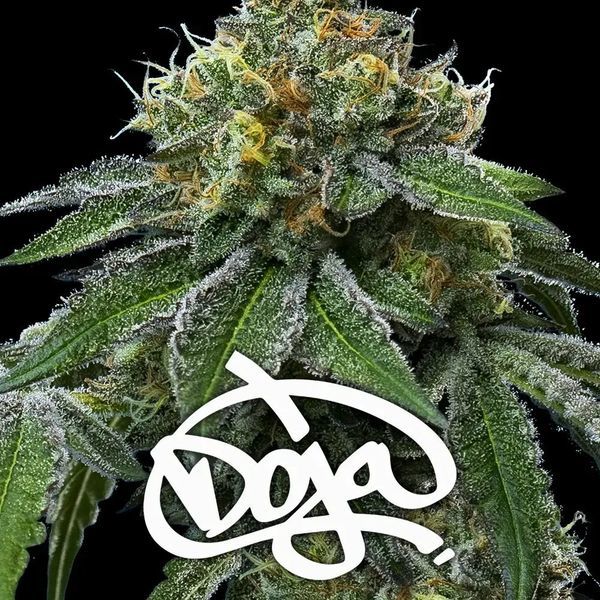 RS11 x Banana OG (Barney's Farm) nasiona marihuany feminizowane