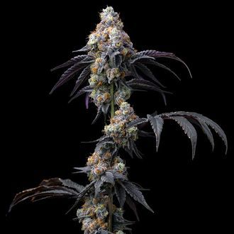 Rainbow Sherbet (Barney's Farm) nasiona marihuany feminizowane