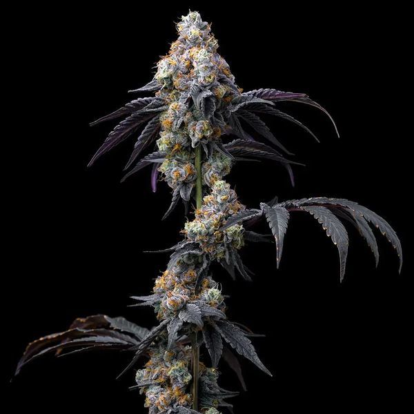 Rainbow Sherbet (Barney's Farm) nasiona marihuany feminizowane