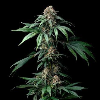 Mendo Breath (Barney's Farm) feminizowane
