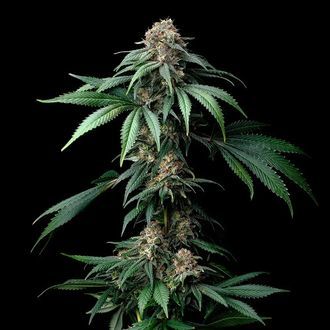 Mendo Breath (Barney's Farm) feminizowane