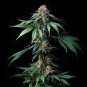 Mendo Breath (Barney's Farm) feminizowane