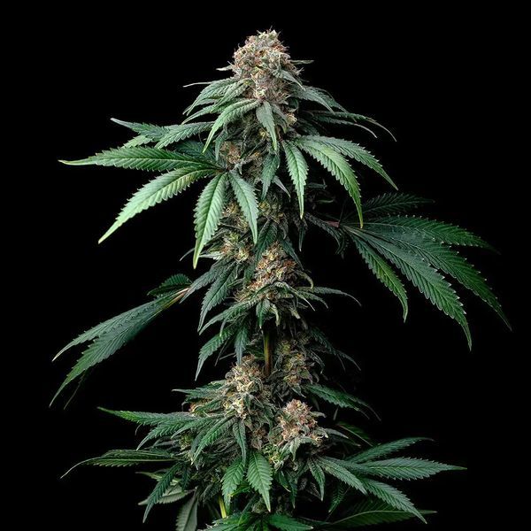 Mendo Breath (Barney's Farm) feminizowane
