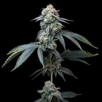 Jealousy (Barney's Farm) nasiona marihuany feminizowane