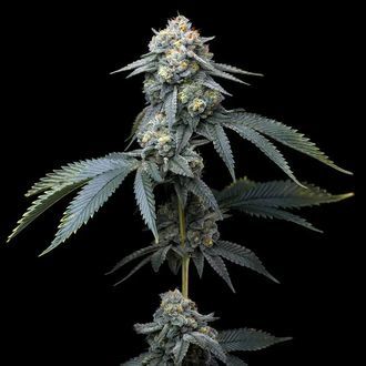 Jealousy (Barney's Farm) nasiona marihuany feminizowane